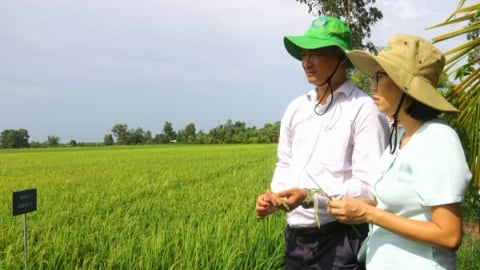 Nhân rộng cánh đồng canh tác thông minh, có trách nhiệm với môi trường