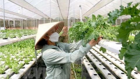 Chính quyền địa phương hai cấp và bài toán phát triển HTX nông nghiệp