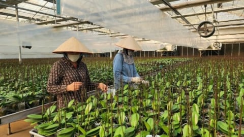 Hải Phòng tìm cách phát huy các 'mỏ vàng' nông nghiệp