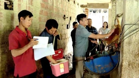 Bám bản, bám dân đẩy lùi dịch bệnh cho gia súc