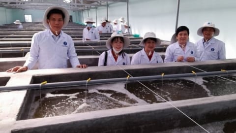 Nuôi tôm trong nhà màng luân canh nhiều loài giảm rủi ro