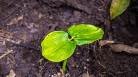 Trung Quốc dự kiến đầu tư vào quỹ bảo tồn rừng do Brazil đề xuất