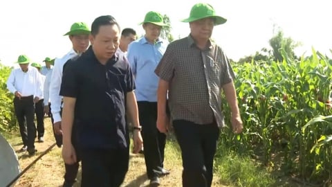 'Nông nghiệp cộng sinh’ gợi mở từ mô hình liên kết của Antesco