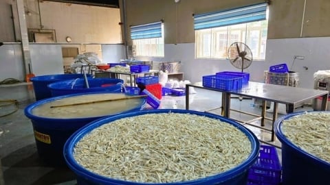 Phát hiện 13 tấn chân gà ngâm hóa chất tẩy trắng