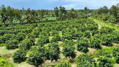 Ninh Bình chia sẻ kinh nghiệm phát triển OCOP đến các nước châu Phi