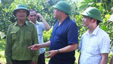 Bàn giải pháp sản xuất cây ăn quả đạt tiêu chuẩn xuất khẩu