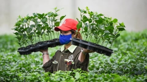 Gỡ nút thắt về giống, tạo cú hích công nghệ cho trái cây chủ lực