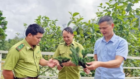 Phát hiện quần thể vân sam Fansipan quý hiếm ở Mường Hum
