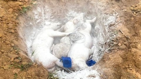 Tuyên Quang lập 2 tổ kiểm tra phòng, chống dịch tả lợn Châu Phi