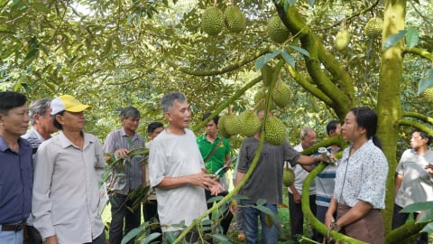 Những lớp học tại vườn và giấc mơ sầu riêng công nghệ cao