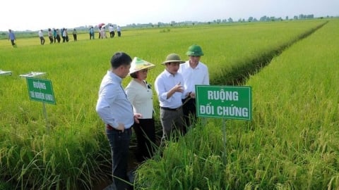 Giảm phát thải trồng trọt bắt đầu từ niềm tin và bài toán kinh tế