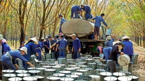 Giữ giá cao su ở mức cao hơn năm ngoái
