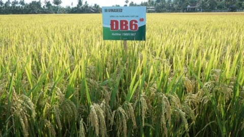 Giống ĐB6 vững chãi trên vùng đất khắc nghiệt