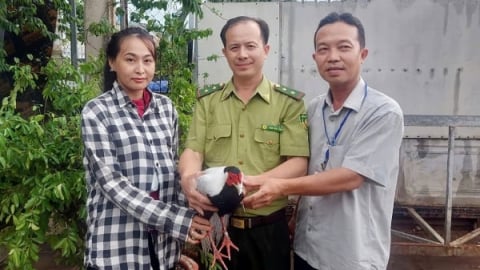 Kiểm lâm tiếp nhận gà lôi trắng, trăn, rùa... chăm sóc để thả về tự nhiên