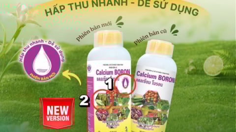 Sitto ra mắt phiên bản mới Sitto Calcium Boron giúp đậu trái và tăng năng suất