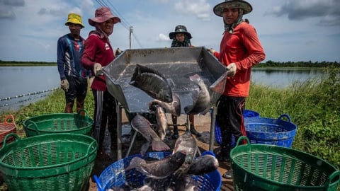 Thực hư chuyện ăn cá rô phi gây nguy hại sức khỏe