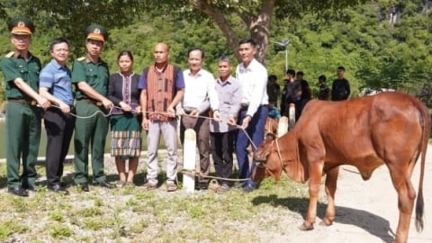 Hỗ trợ 40 con bò giống sinh sản cho hộ nghèo vùng miền núi Quảng Trị