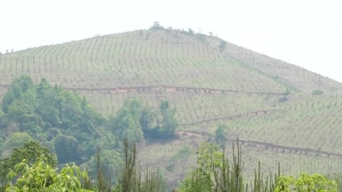 Chồi xanh vươn dậy