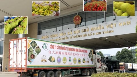 Trái cây ASEAN hội tụ tại Quảng Tây, hướng tới thị trường toàn Trung Quốc
