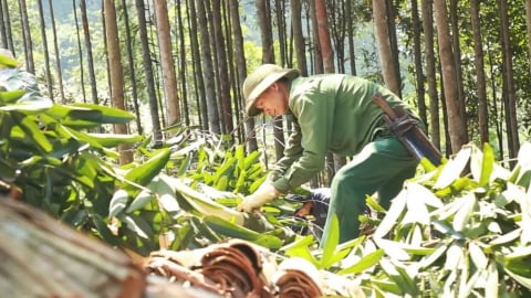 Nông nghiệp Bảo Yên ưu tiên 5 cây, 3 con
