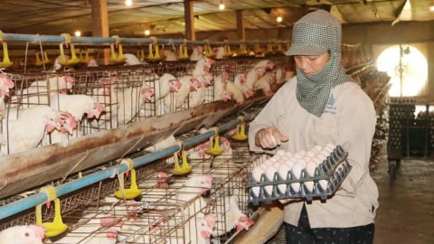 Tái cơ cấu ngành gia cầm: Doanh nghiệp phải là đầu tàu