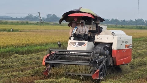 Quảng Trị: Lúa đông xuân năng suất giảm, giá thấp