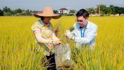 Lúa hữu cơ Quảng Trị 'đắt hàng'