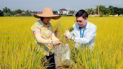 Người trồng lúa hữu cơ hưởng niềm vui trọn vẹn
