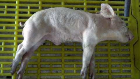 Người chăn nuôi Quảng Trị khánh kiệt vì dịch tả lợn Châu Phi