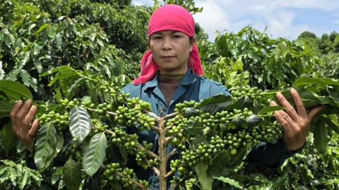 Cần ‘lực hấp dẫn’ với người trồng cà phê không gây mất rừng