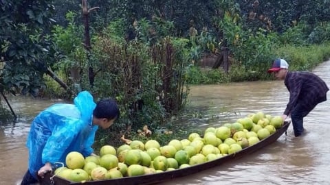 Nhiều vườn bưởi Phúc Trạch ngập nước, nông dân chèo thuyền thu hoạch