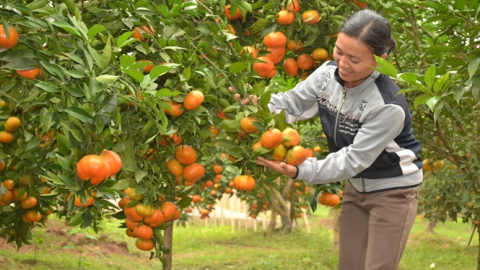 Tinh hoa 'Nhịp cầu nhà nông': Cây cam, quýt