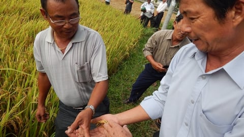 Các giống lúa chịu hạn