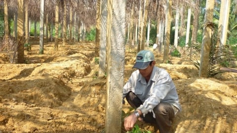 Bệnh hồ tiêu diễn biến phức tạp