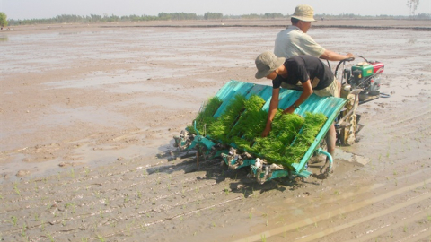 Gieo sạ, bón phân hợp lý cho lúa thu đông