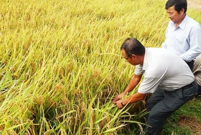 Giống lúa chịu hạn DH39