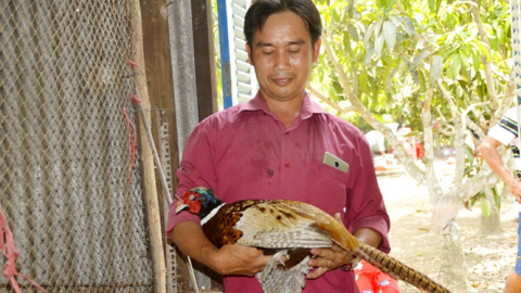 Chim trĩ 'siêu' mắn đẻ, nuôi chúng được ví như 'máy in tiền'