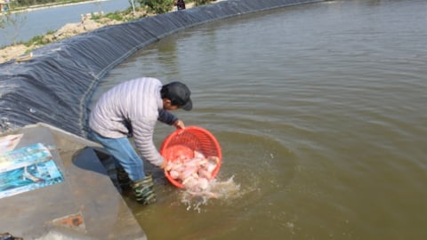 Khởi nghiệp thành công nhờ liên kết nuôi cá theo công nghệ Isarel