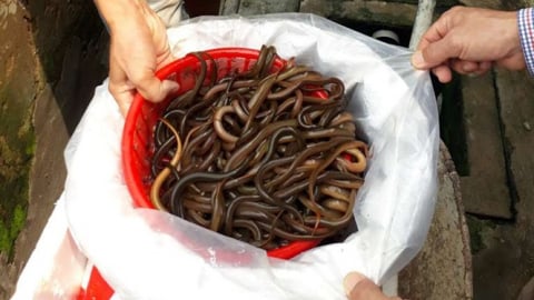 Nuôi lươn không bùn trong bể xi măng