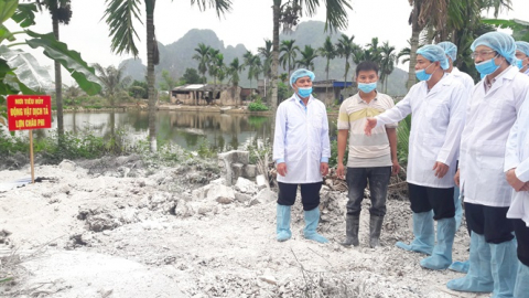 Quy trình chuẩn chôn lợn nhiễm dịch tả lợn Châu Phi thế nào?