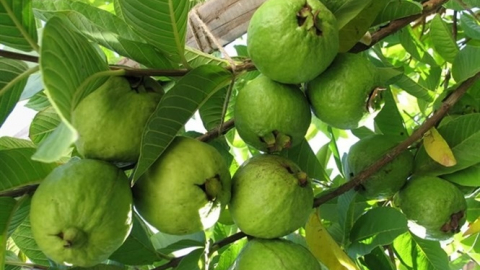 Giúp ổi ruột đỏ trồng nhiều năm nhiều trái trở lại