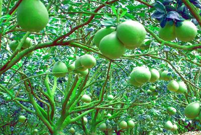 Dịch bệnh Greening hủy hoại vườn cây có múi ĐBSCL