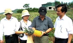 Giống dứa MD2