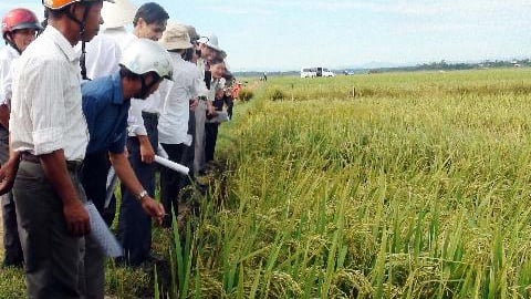 Thêm nhiều giống lúa chịu hạn