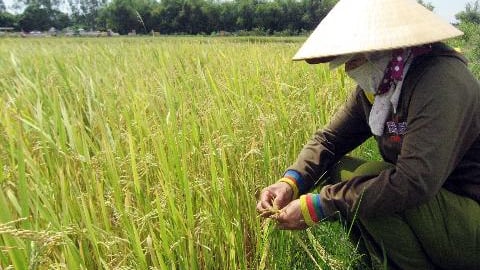 Dân kêu trời lúa lép hạt