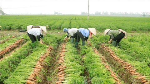 Đất trồng lúa có diện tích tối thiểu 50ha được phép xây dựng công trình