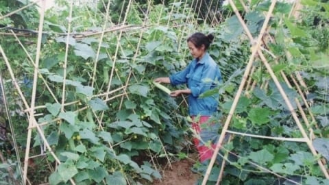 Bộ Nông nghiệp và Môi trường trả lời kiến nghị về tiêu chí nông thôn mới
