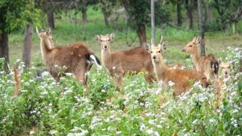 Kon Ka Kinh National Park officially recognized a tourist attraction