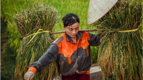 Cánh đồng đầy gió