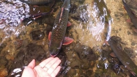 Suối cá ngày bình yên